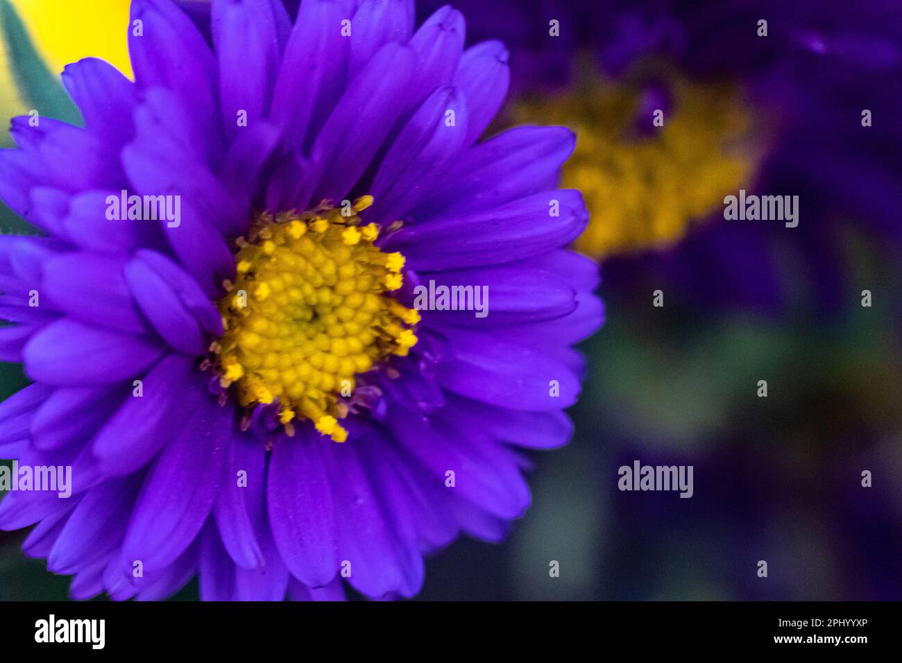 Chrysanthemum lavandulifolium hires stock photography and images Alamy