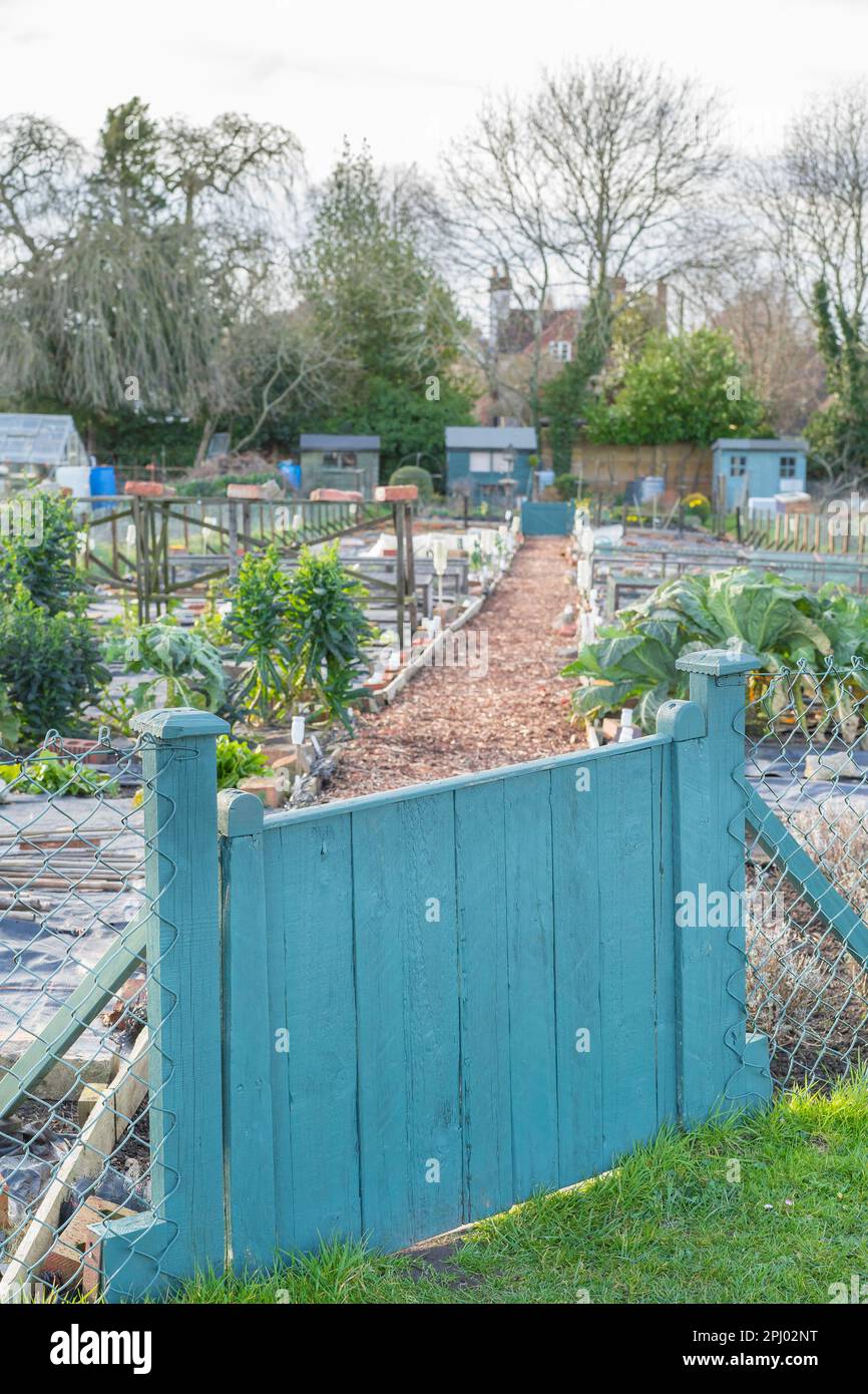 Village allotments, Worcestershire, UK. Stock Photo