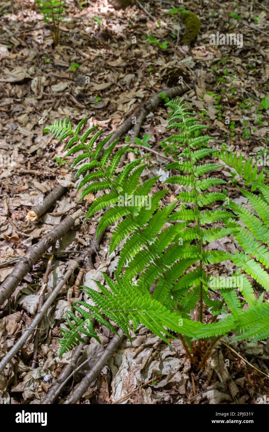 Fern is a member of a group of vascular plants that reproduce by spores