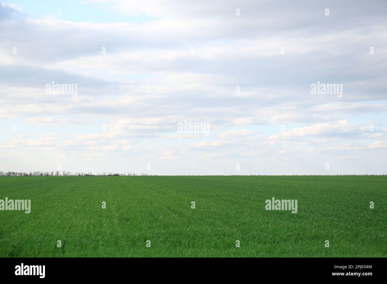 Picturesque view of green agricultural field on cloudy day Stock Photo ...