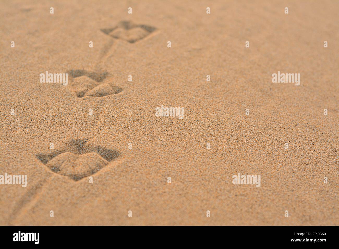 Bird tracks on beach sand, closeup. Space for text Stock Photo