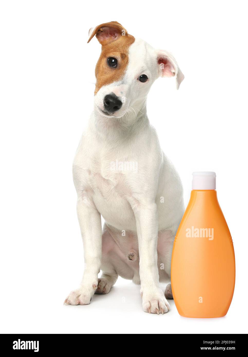 Cute Jack Russel Terrier and bottle of dog shampoo on white background