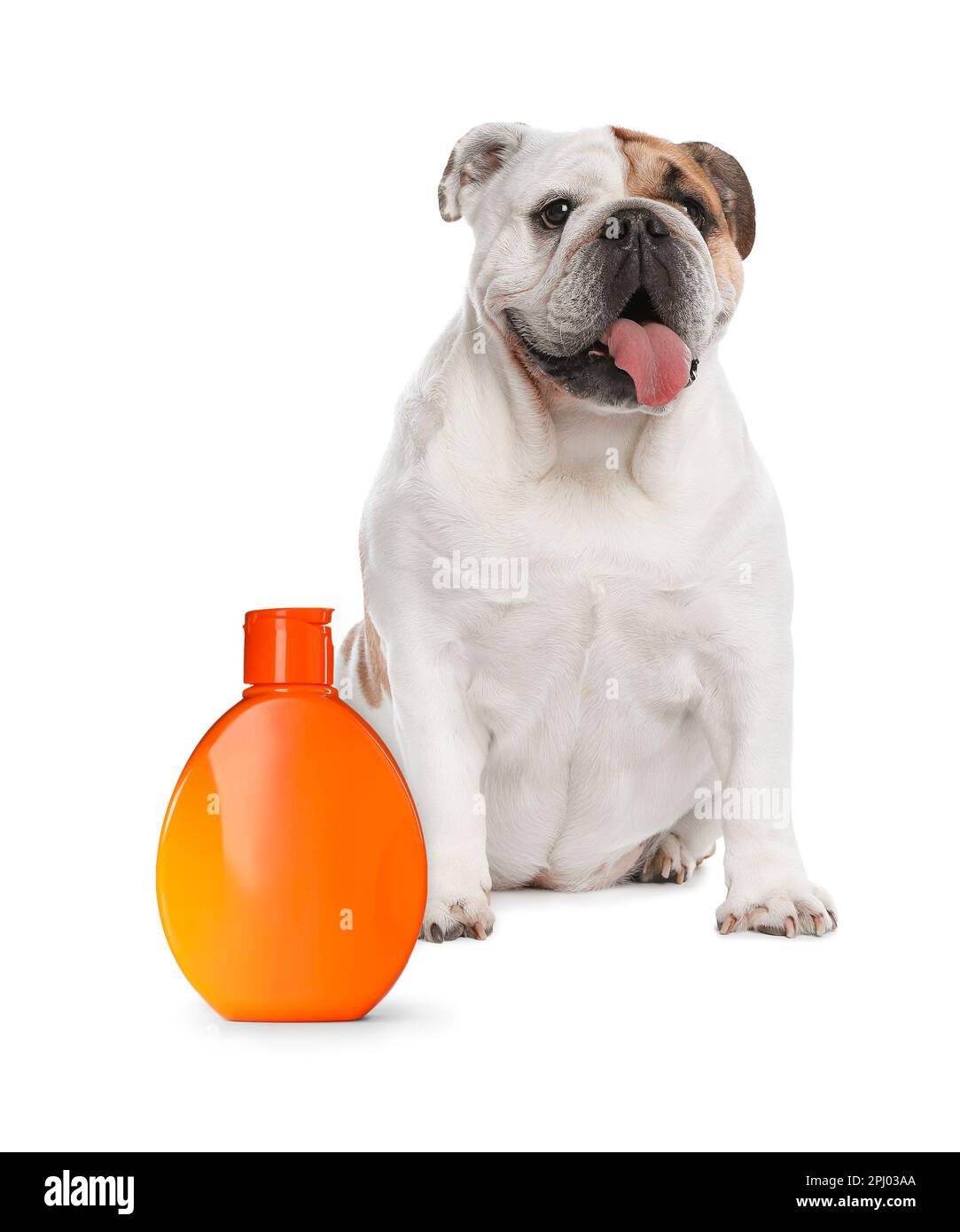 Cute English bulldog and bottle of dog shampoo on white background