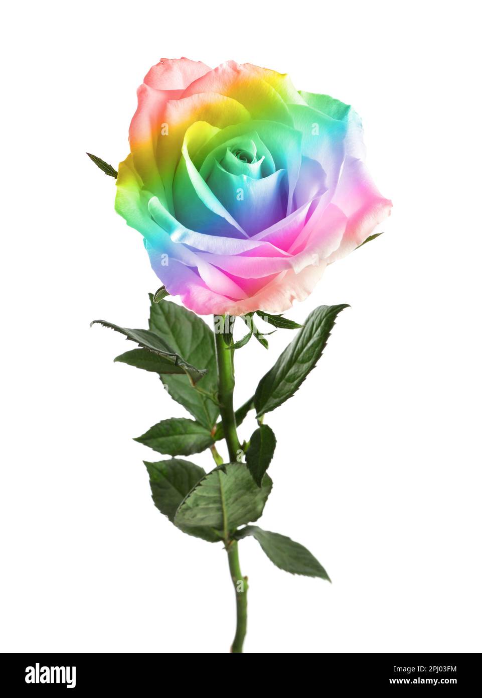 Beautiful rose toned in rainbow colors on white background Stock Photo ...