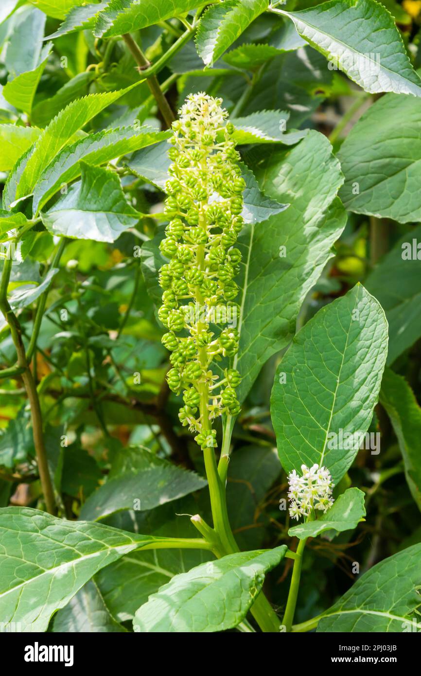 Herbal plants Indian algae Phytolacca acinosa, which are used locally
