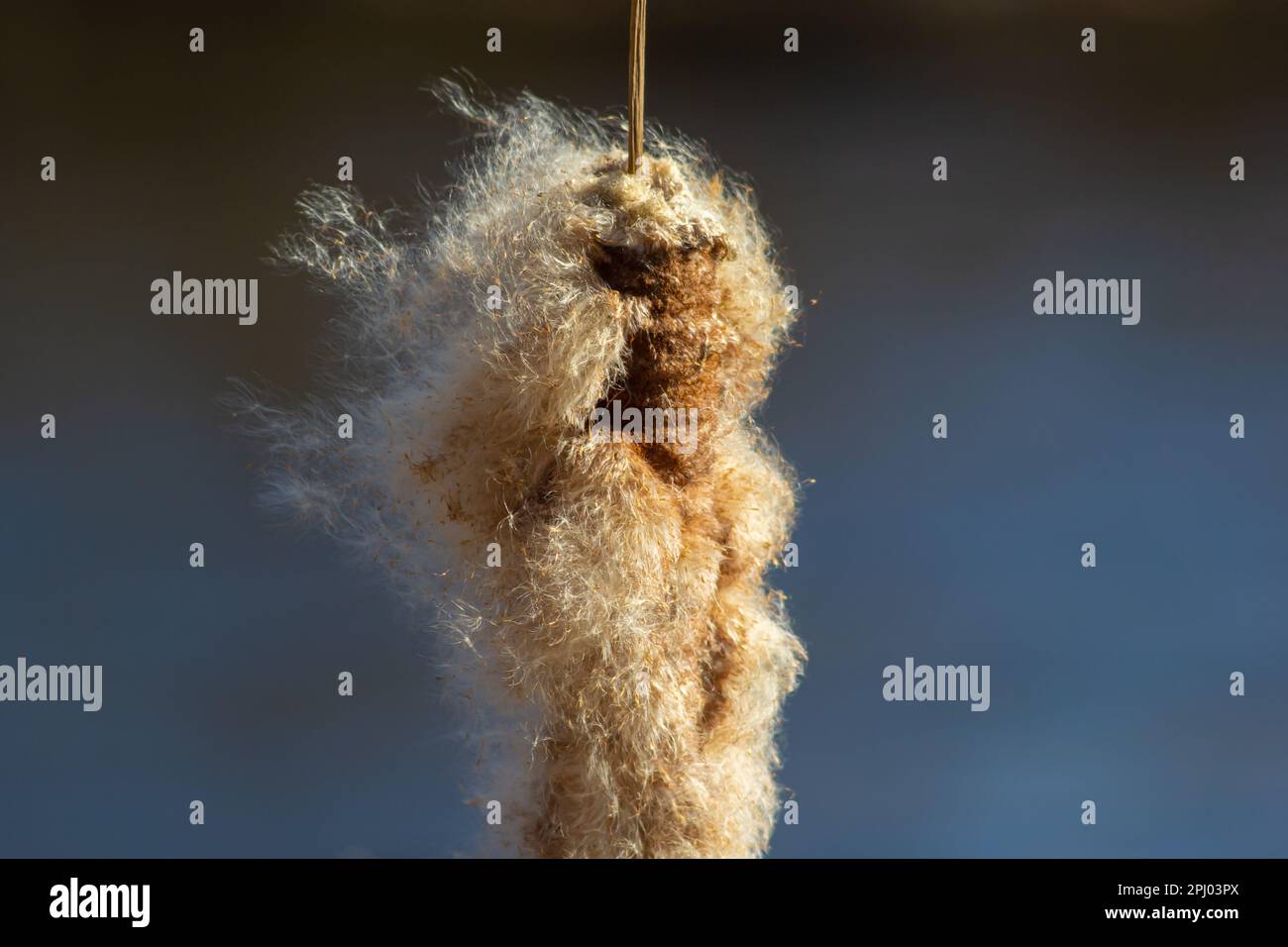 Cattails bulrush Typha latifolia beside river. Closeup of blooming ...