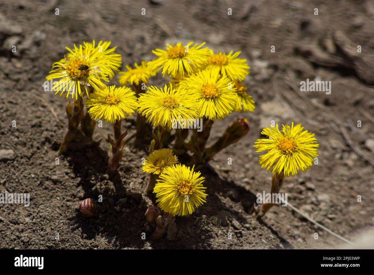 Tussilago farfara, commonly known as coltsfoot is a plant in the groundsel tribe in the daisy family Asteraceae. Flowers of a plant on a spring sunny Stock Photo