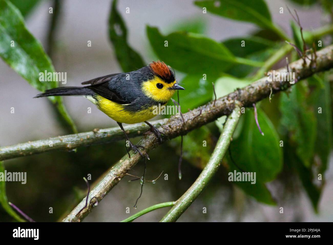 Myioborus torquatus hi-res stock photography and images - Alamy