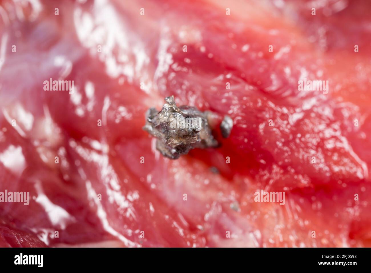 Fragments of lead from an expanding lead rifle bullet in the shoulder meat of a wild boar shot as part of a managemant plan to control their numbers i Stock Photo