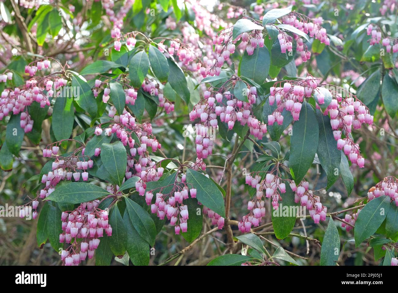 Pieris japonica 'Katsura' in flower. Stock Photo