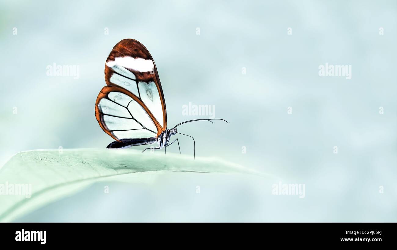 A dreamy, fairytail-like macro of a glasswing butterfly ( Greta Oto ) sitting on a leaf, pastel-mint background, negative space, copy space Stock Photo