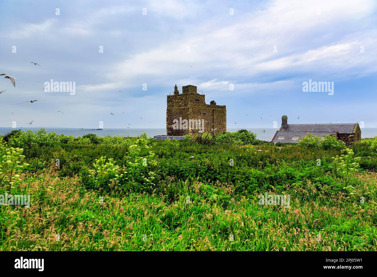 Medieval Pele Tower and St Cuthberts Chapel, Inner Farne, Farne Islands
