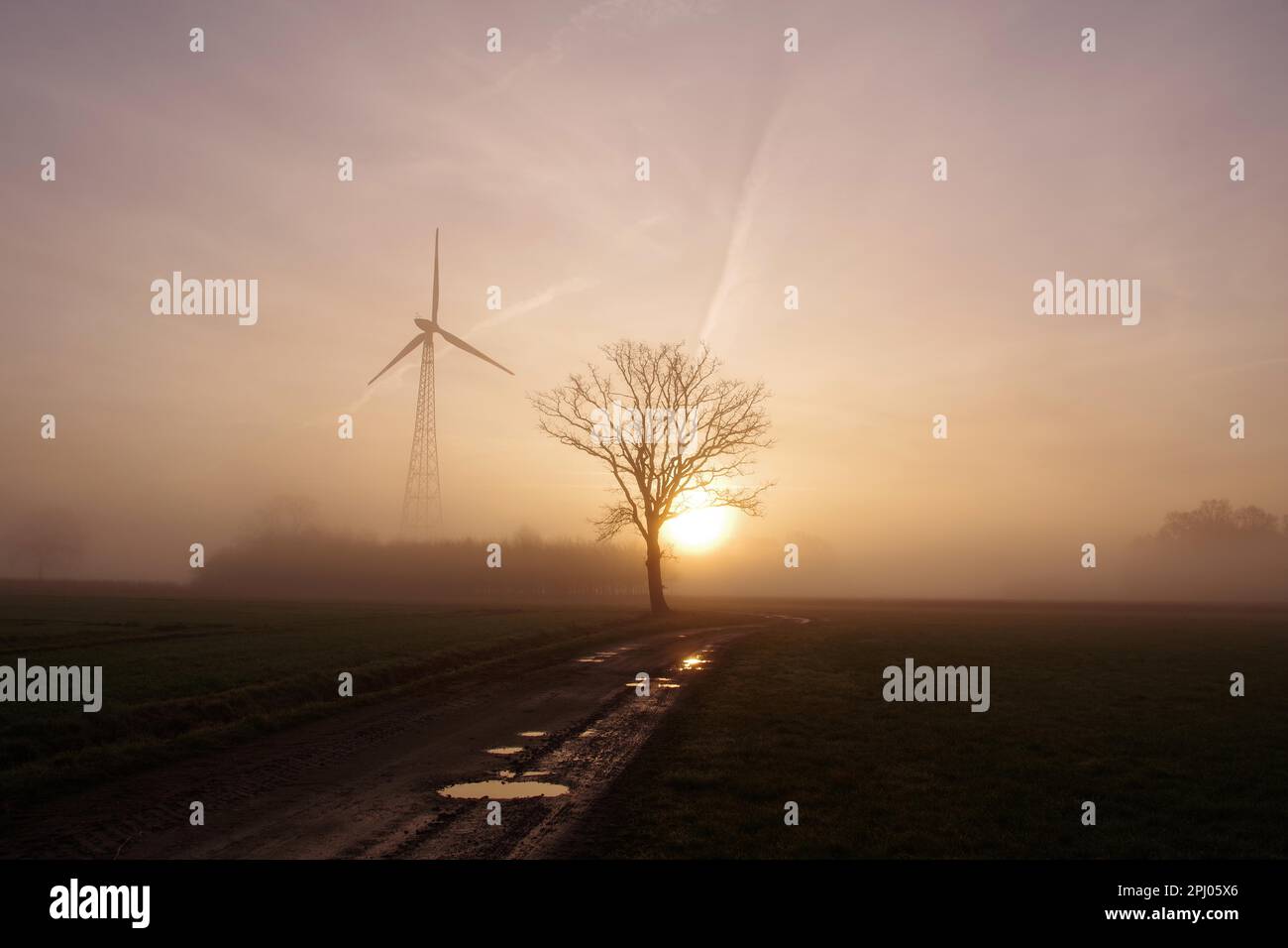 Landscape, tree, wind generator, path, puddle, fog, sunrise, sky, colour, winter, Germany, The rising sun shines through the fog and makes the Stock Photo