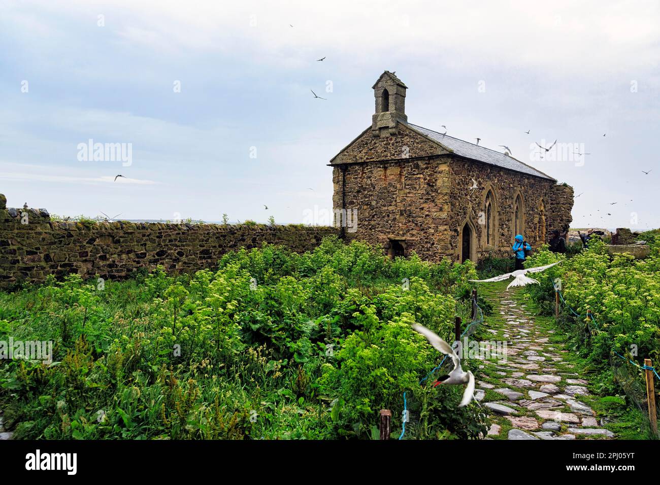 St Cuthberts Chapel, Arctic Terns, Rainy Weather, Inner Farne, Farne