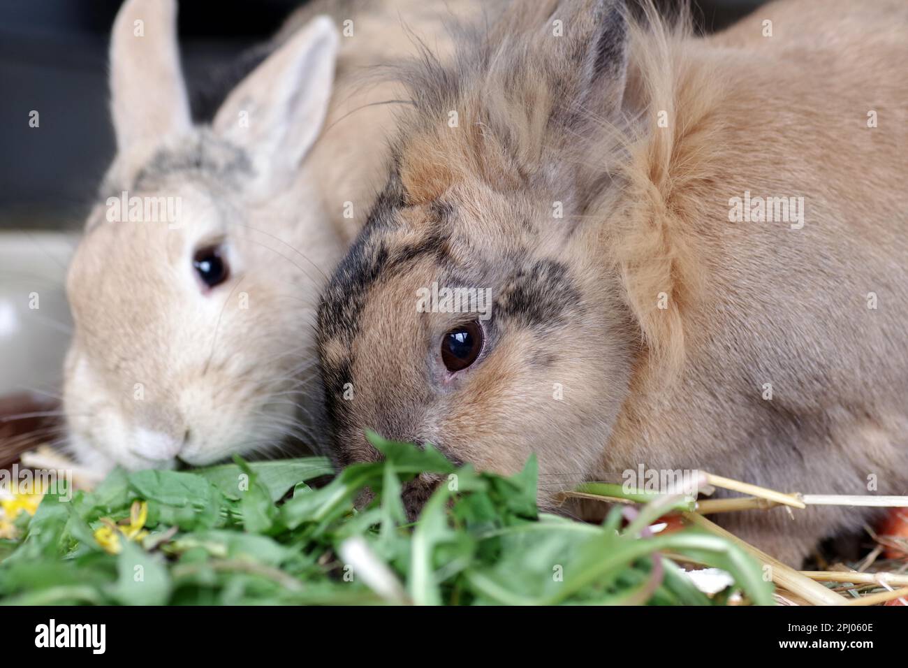Young Dwarf Rabbit - munching a Parsley leaf Stock Photo - Alamy