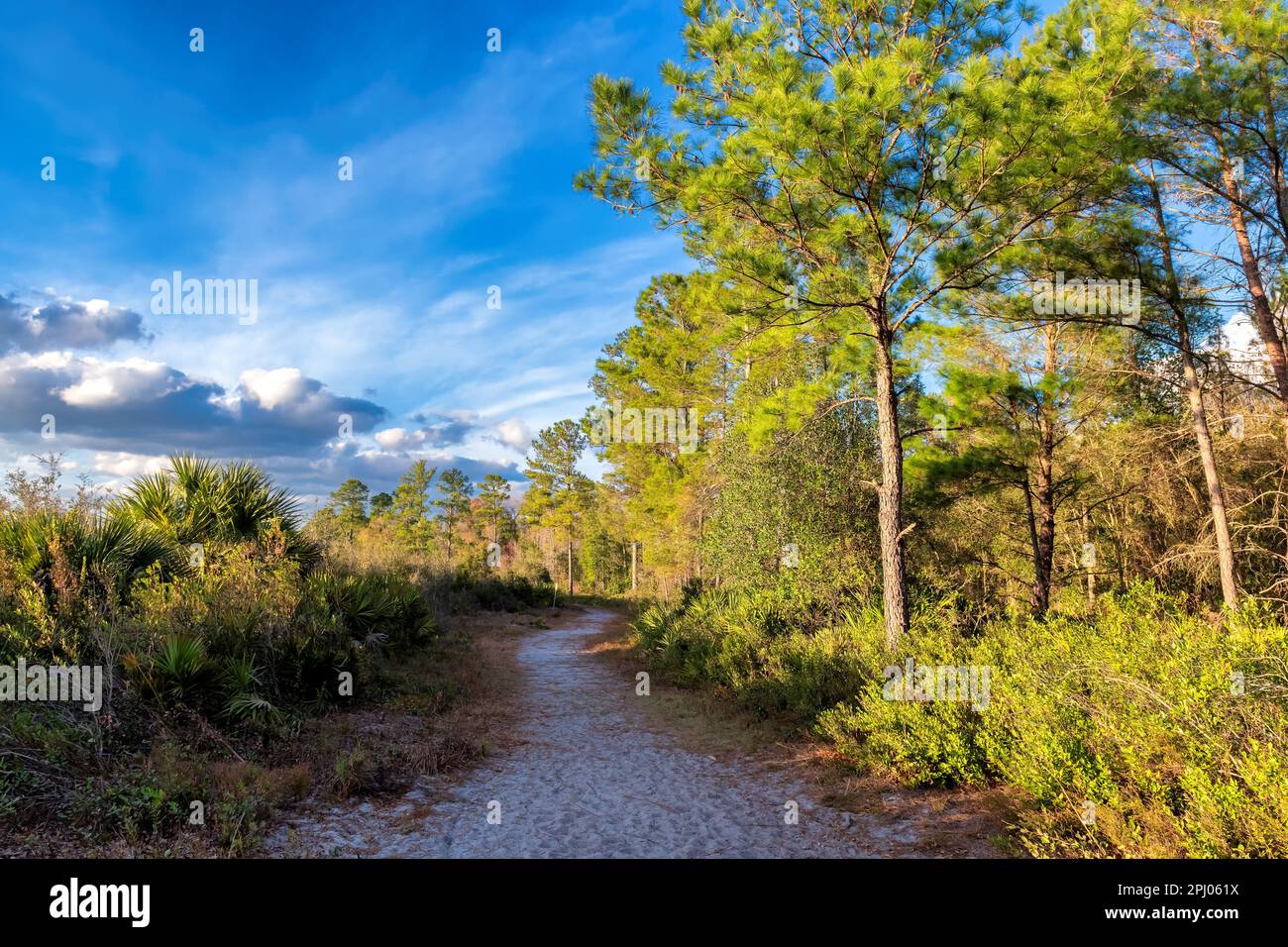 A path in the beautiful forest surrounded by pine trees and tropical trees at sunset. Stock Photo
