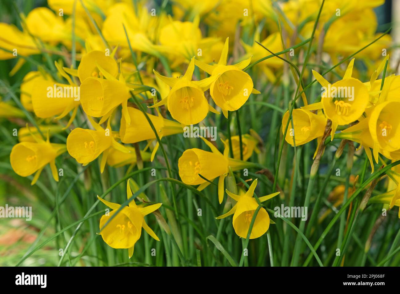 Narcissus Connie Number One in flower. Stock Photo