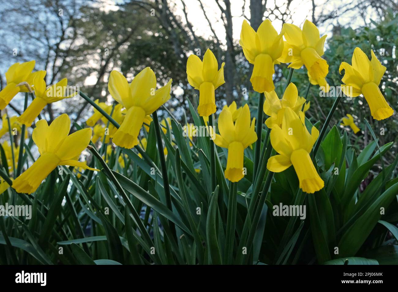Yellow Narcissus 'Rapture' in flower. Stock Photo