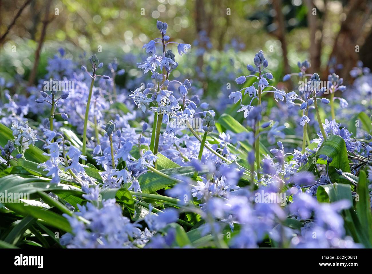 Blue Scilla messeniaca in flower. Stock Photo