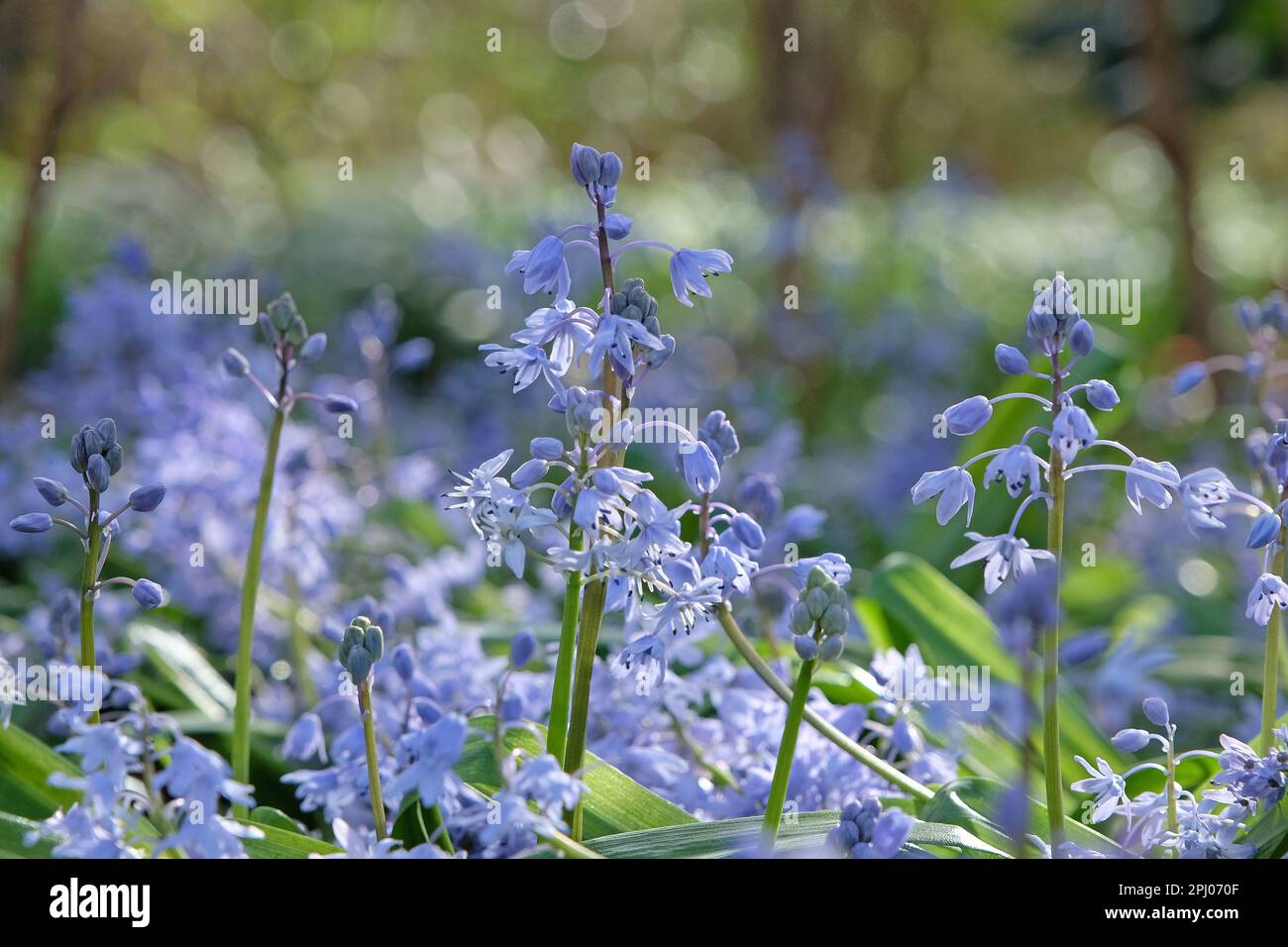 Blue Scilla messeniaca in flower. Stock Photo
