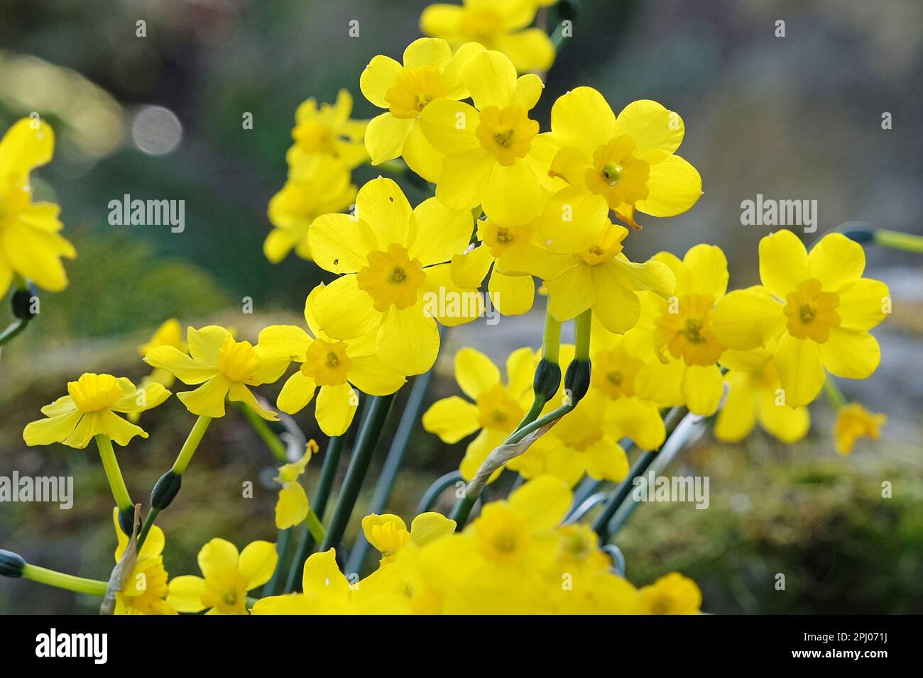 Yellow Narcissus Jonquil in flower Stock Photo Alamy