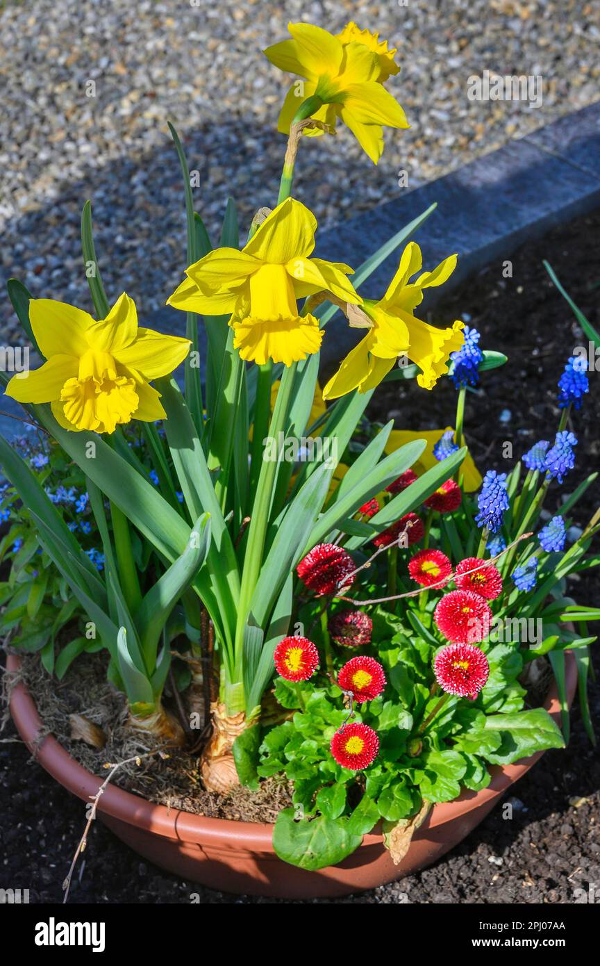 Grave decoration with daffodils (Narcissus) and daisies (Bellis perennis), Allgaeu, Bavaria, Germany Stock Photo