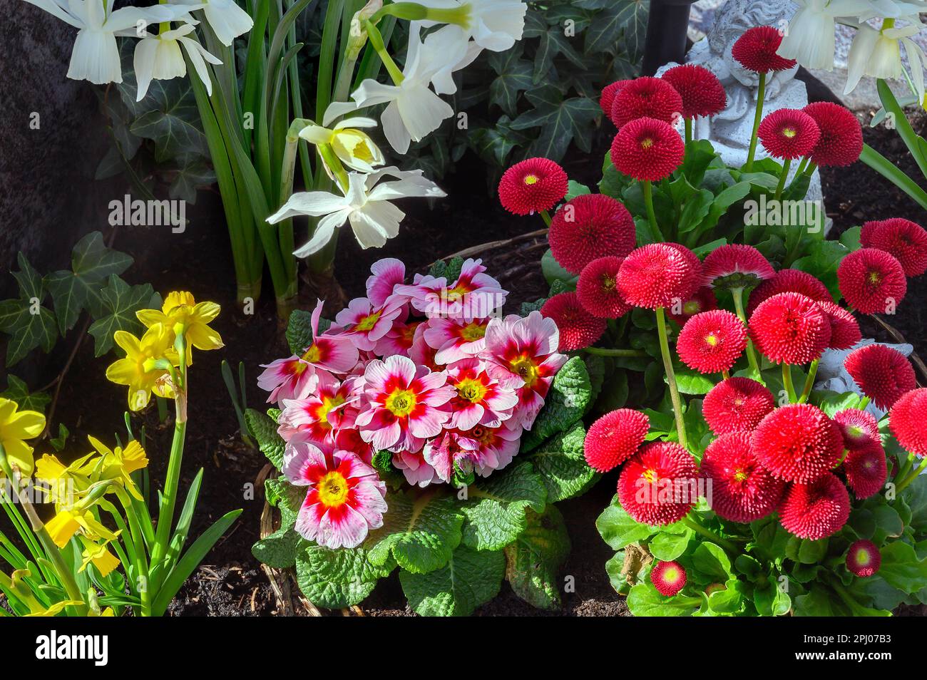 Grave decoration with daffodils (Narcissus), primroses (Primula vulgaris hybrid), and daisies (Bellis perennis), Allgaeu, Bavaria, Germany Stock Photo