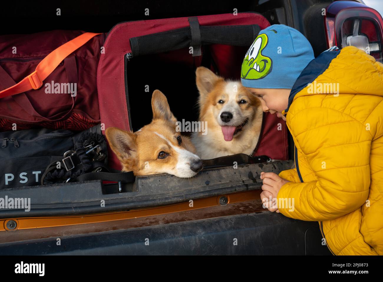 Tired dogs sit in the kennel in the trunk of the car. Polish mountains, Poland, Europe Stock Photo