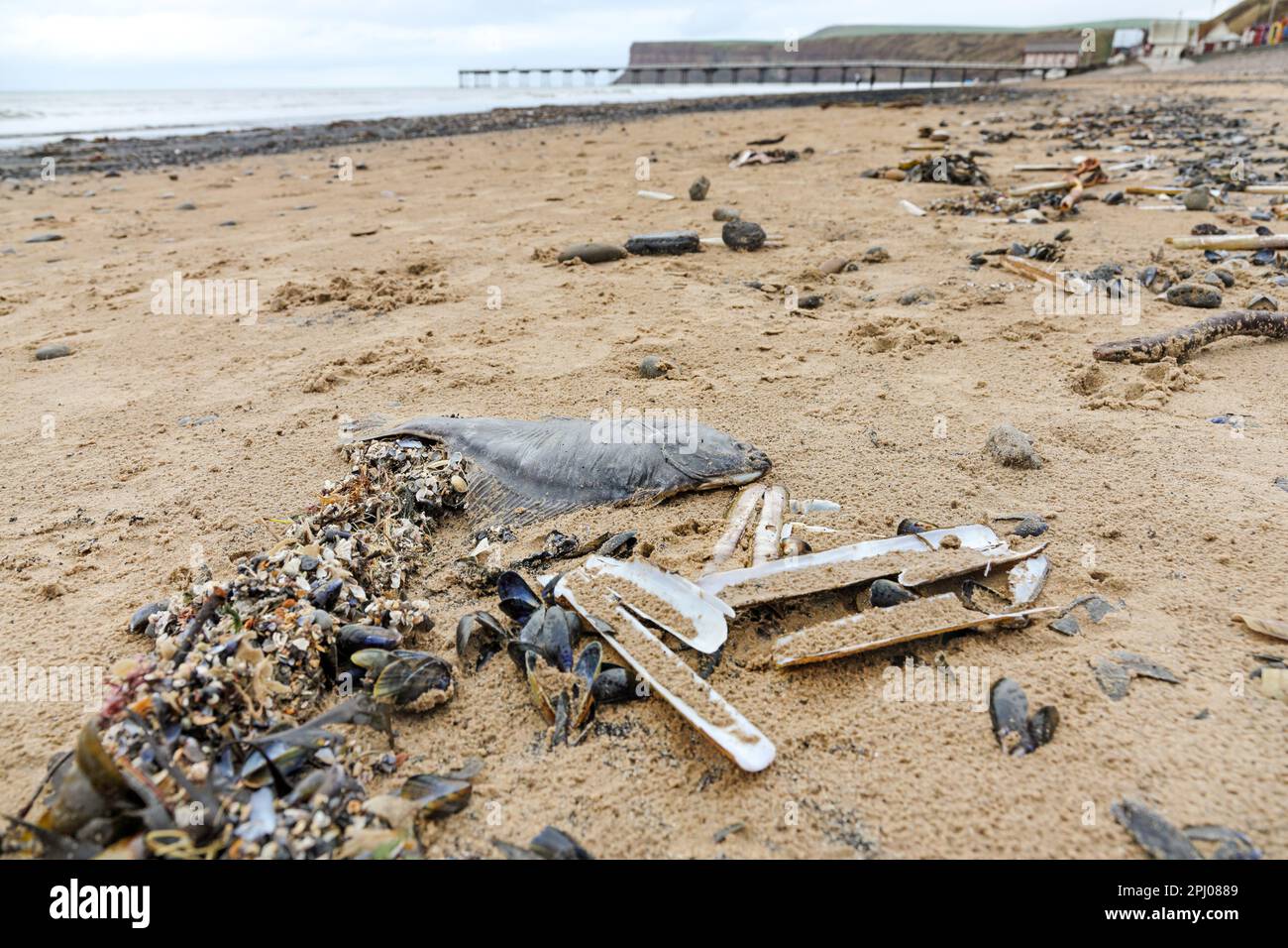 Saltburn-by-the-Sea, North Yorkshire. 30th March 2023. Thousands of dead mussels, razor clams, star fish and other sea creatures, along with large amounts of coal have washed up on Saltburn beach over the last few days. The Environment Agency’s explanation is that the weather has caused this event, however some locals question how the deaths of so many sea creatures has occurred, especially in light of the mass die off that occurred along the north east coastline in 2021 which some people have linked to pollution. Credit: David Forster/Alamy Live News Stock Photo