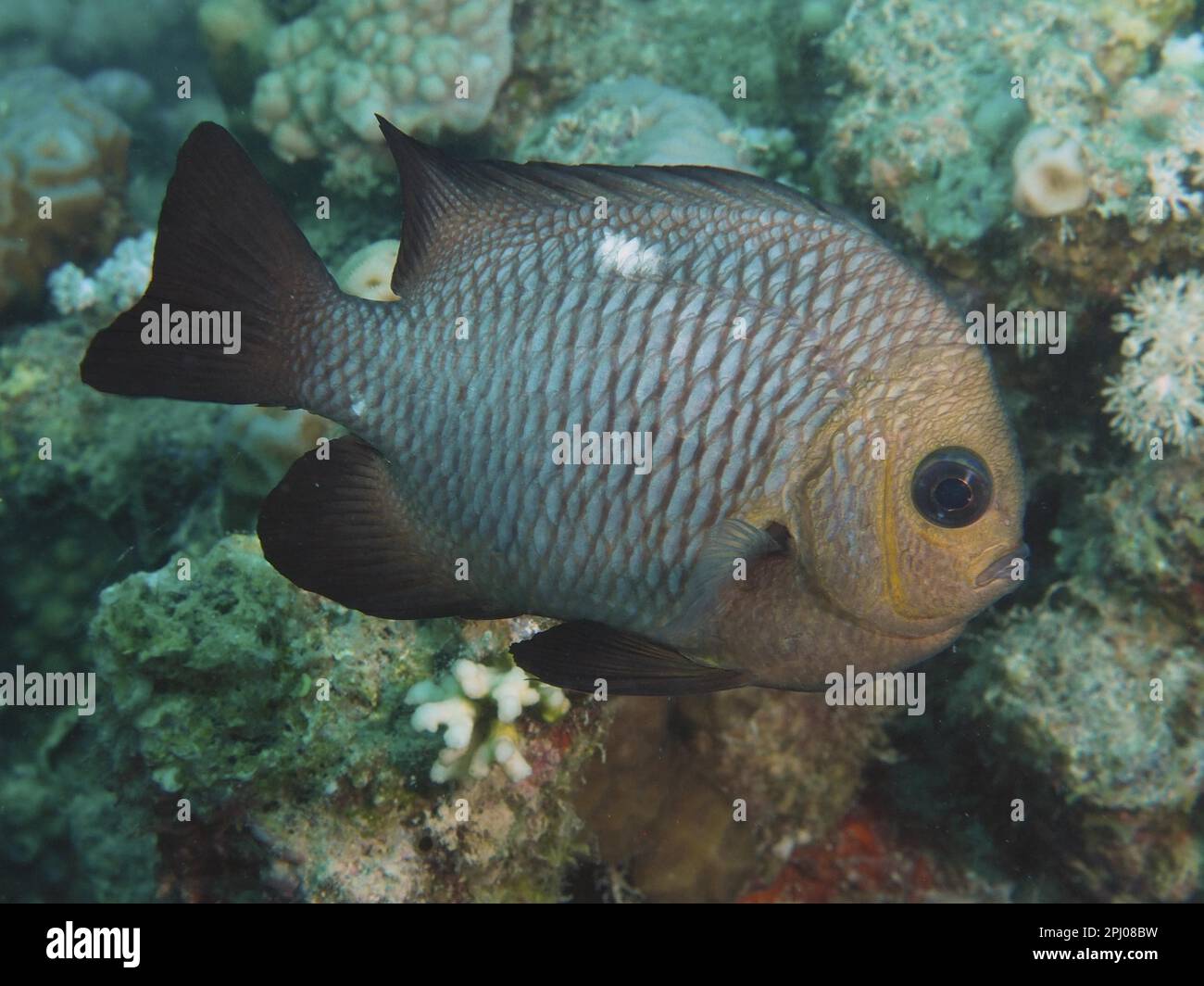 Threespot dascyllus (Dascyllus trimaculatus), damselfish, House reef dive site, Mangrove Bay, El Quesir, Red Sea, Egypt Stock Photo
