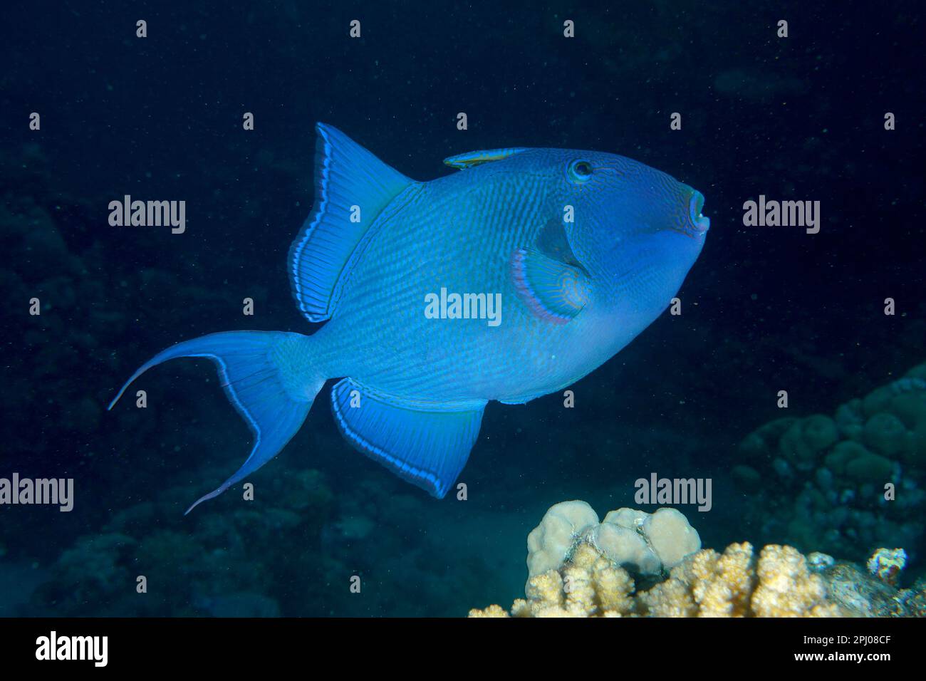 Blue triggerfish (Pseudobalistes fuscus) at night, releasable. Dive site House Reef, Mangrove Bay, El Quesir, Red Sea, Egypt Stock Photo