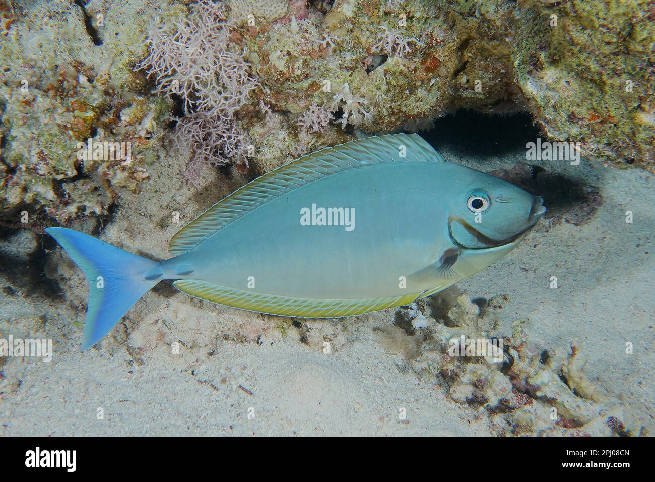 Blue-tailed nose doctor (Naso hexacanthus) at night. Fury Shoal dive site, Egypt, Red Sea Stock Photo