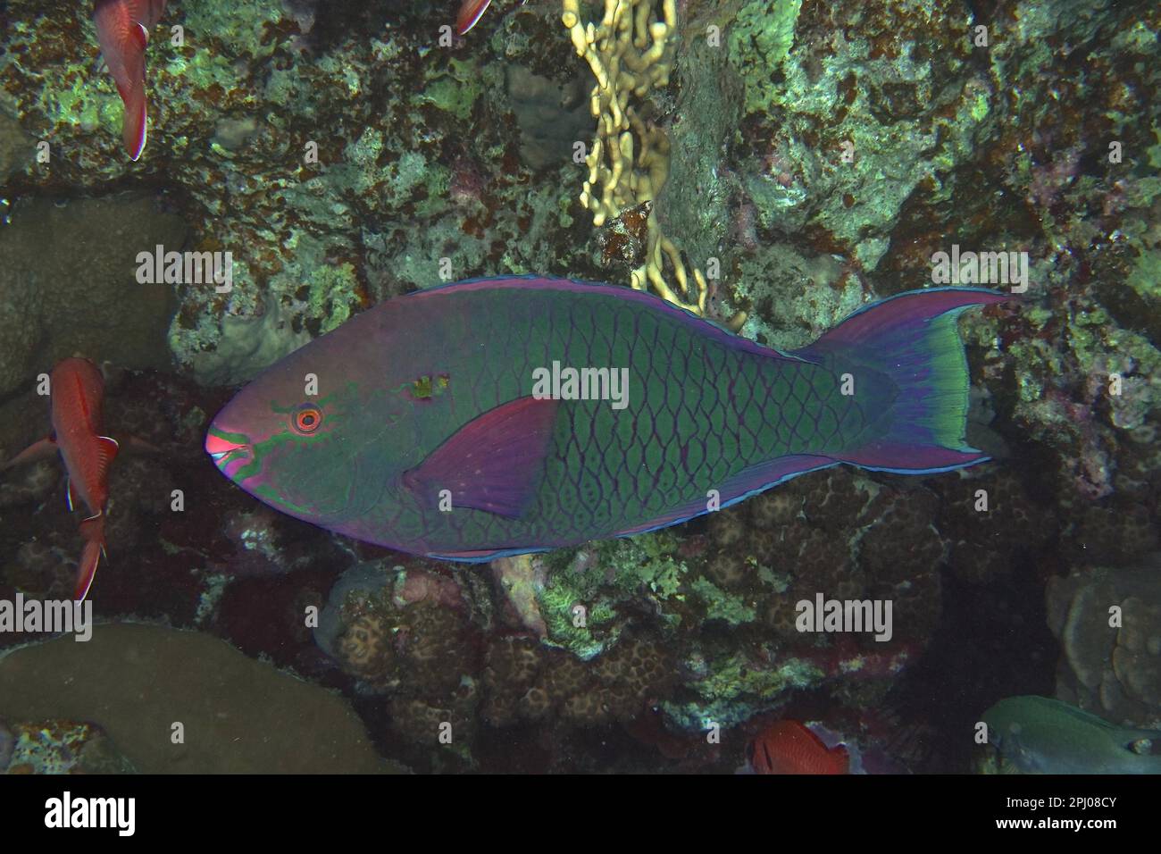 Dark parrotfish (Scarus niger), Dive site House Reef Mangrove Bay, El Quesir, Egypt, Red Sea Stock Photo