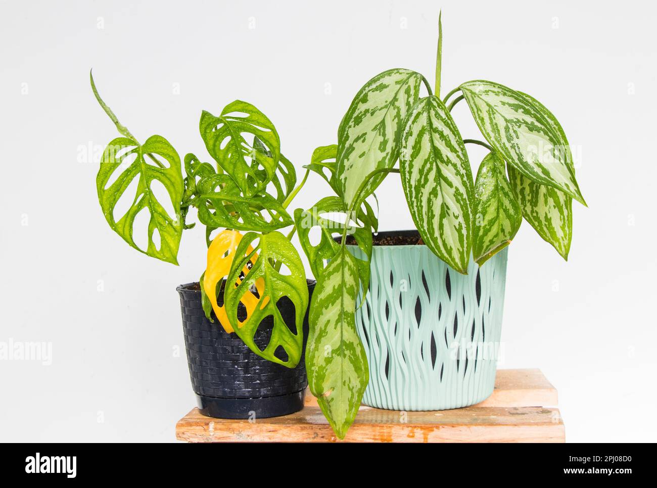 A set of two ornamental plants, a dumb cane (Dieffenbachia) and a monstera,  set against a white wall with a plenty of copy space Stock Photo - Alamy