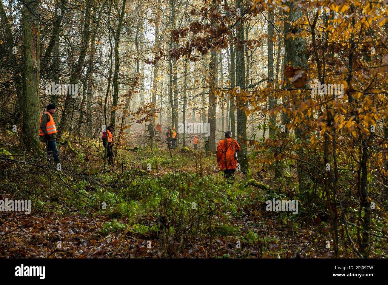 Driven hunt by hunters and beaters in Schoenbuch nature park Park