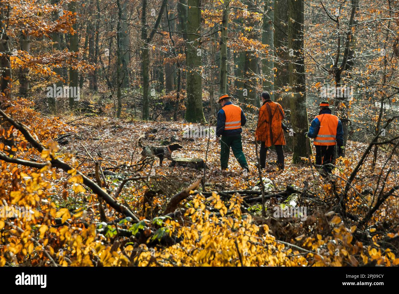 Driven hunt by hunters and beaters in Schoenbuch nature park Park