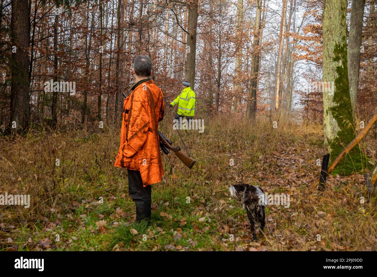 Driven hunt by hunters and beaters in Schoenbuch nature park Park