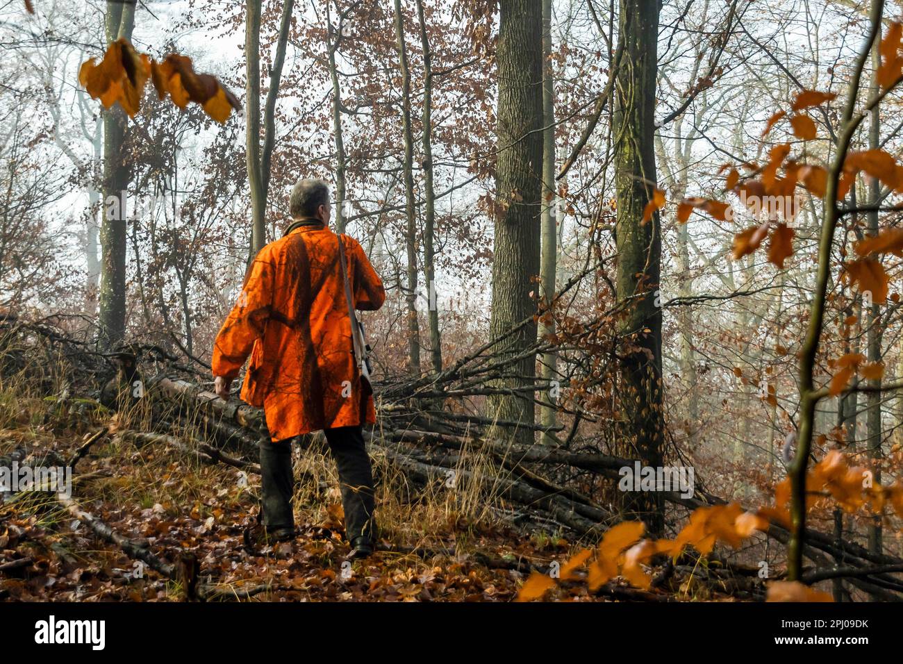 Driven hunt by hunters and beaters in Schoenbuch nature park Park