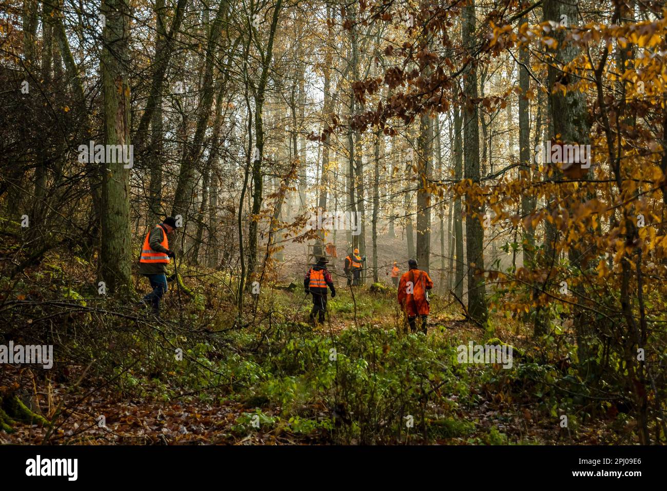 Driven hunt by hunters and beaters in Schoenbuch nature park Park