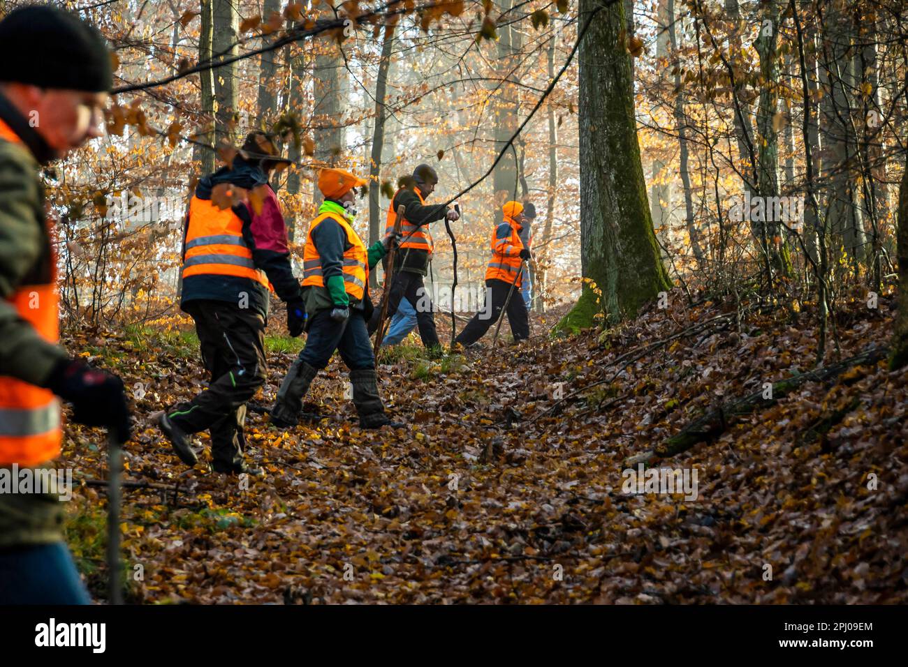 Driven hunt by hunters and beaters in Schoenbuch nature park Park