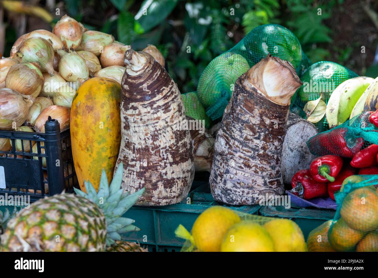 La Pavona, Costa Rica, Elephant ear root (Xanthosoma sagittifolium) among the locally-grown fruits and vegetables on sale at a produce stand Stock Photo