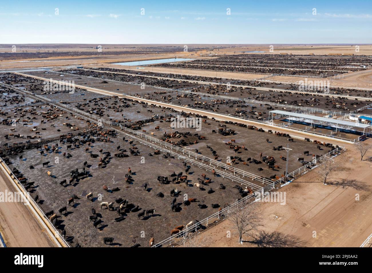 Lamar, Colorado, A cattle feedlot operated by Five Rivers Cattle