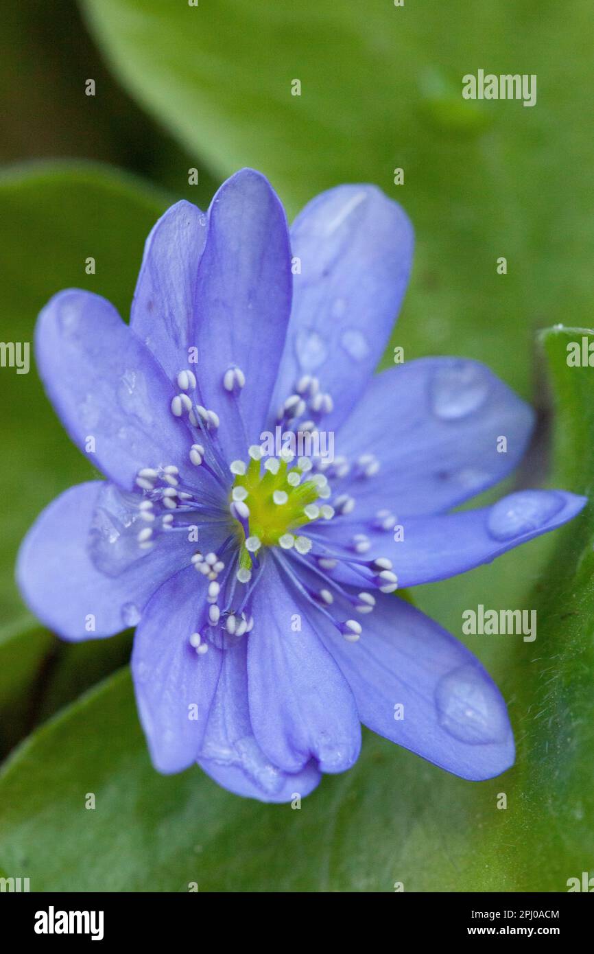 London, UK. 30th Mar, 2023. Water droplets cling to the blue petals of a hepatica nobilis flower. Sunny spells and scattered showers bring out the spring flowers in Clapham, south London. Credit: Anna Watson/Alamy Live News Stock Photo