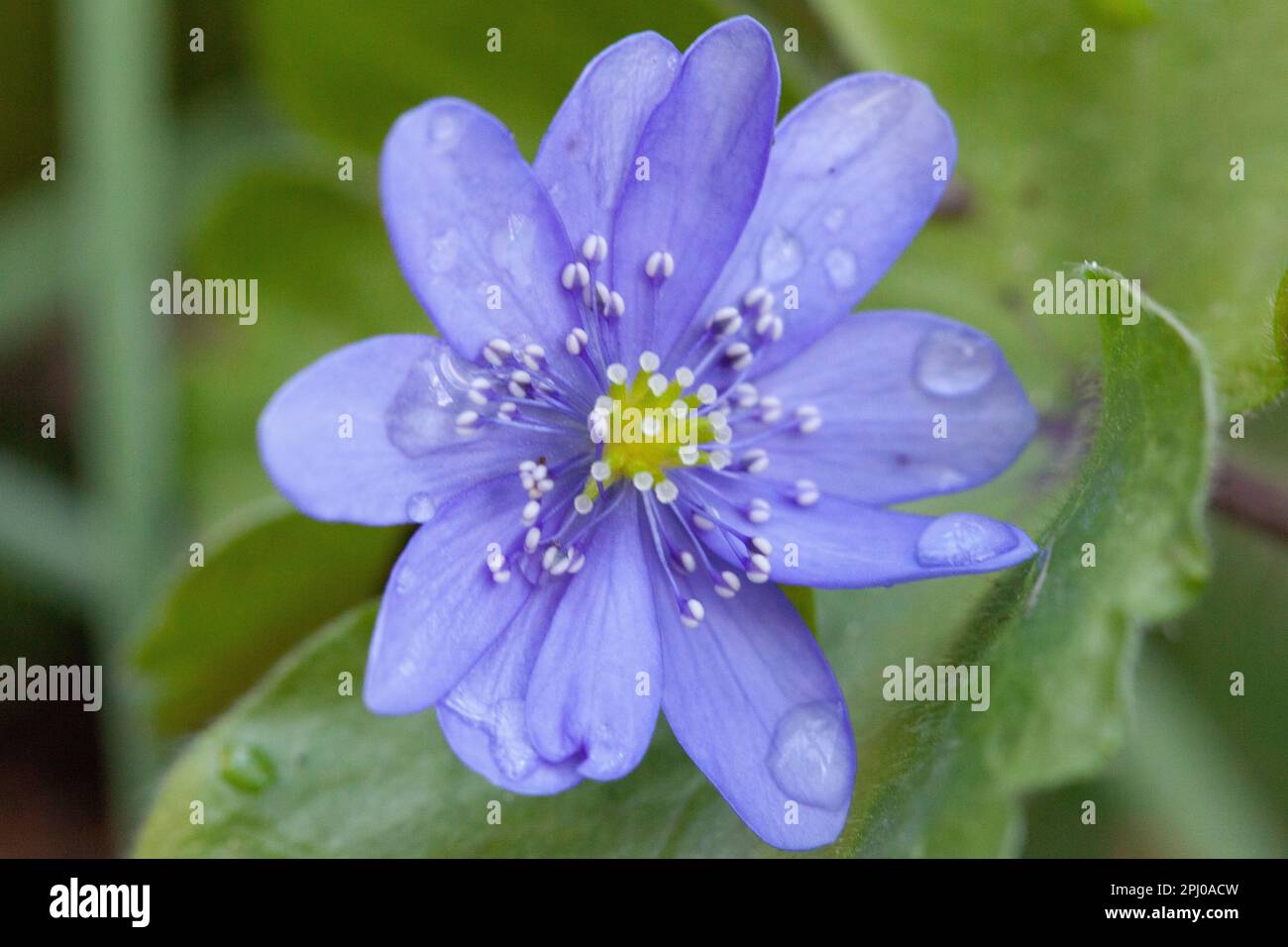London, UK. 30th Mar, 2023. Water droplets cling to the blue petals of a hepatica nobilis flower. Sunny spells and scattered showers bring out the spring flowers in Clapham, south London. Credit: Anna Watson/Alamy Live News Stock Photo