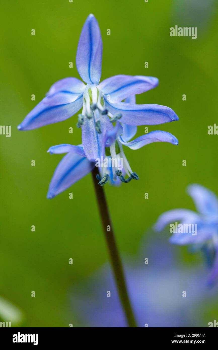 Spring flowers in Clapham, south London. These scilla siberica have naturalised in an unmown lawn under a tree. Stock Photo