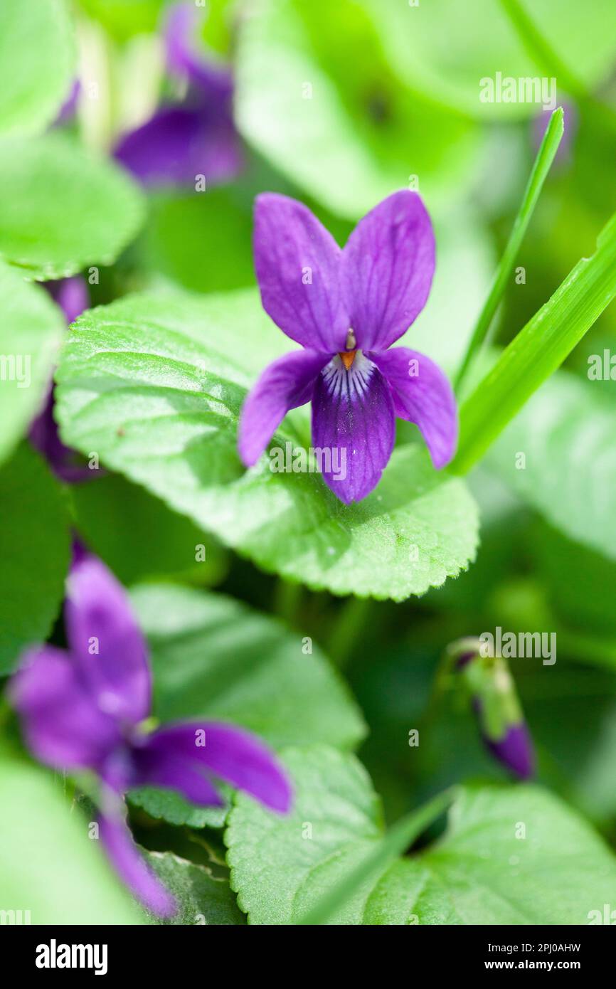 Wild dog violets naturalised in a patch of unmown lawn. Gardeners are now encouraged to leave patches of lawn wild to help pollenators. Stock Photo