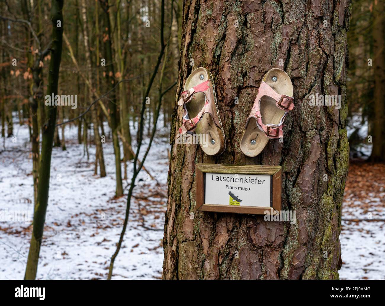 Tree trunk, mountain pine (Pinus Mugo), Norderstedt, Schleswig-Holstein, Germany Stock Photo