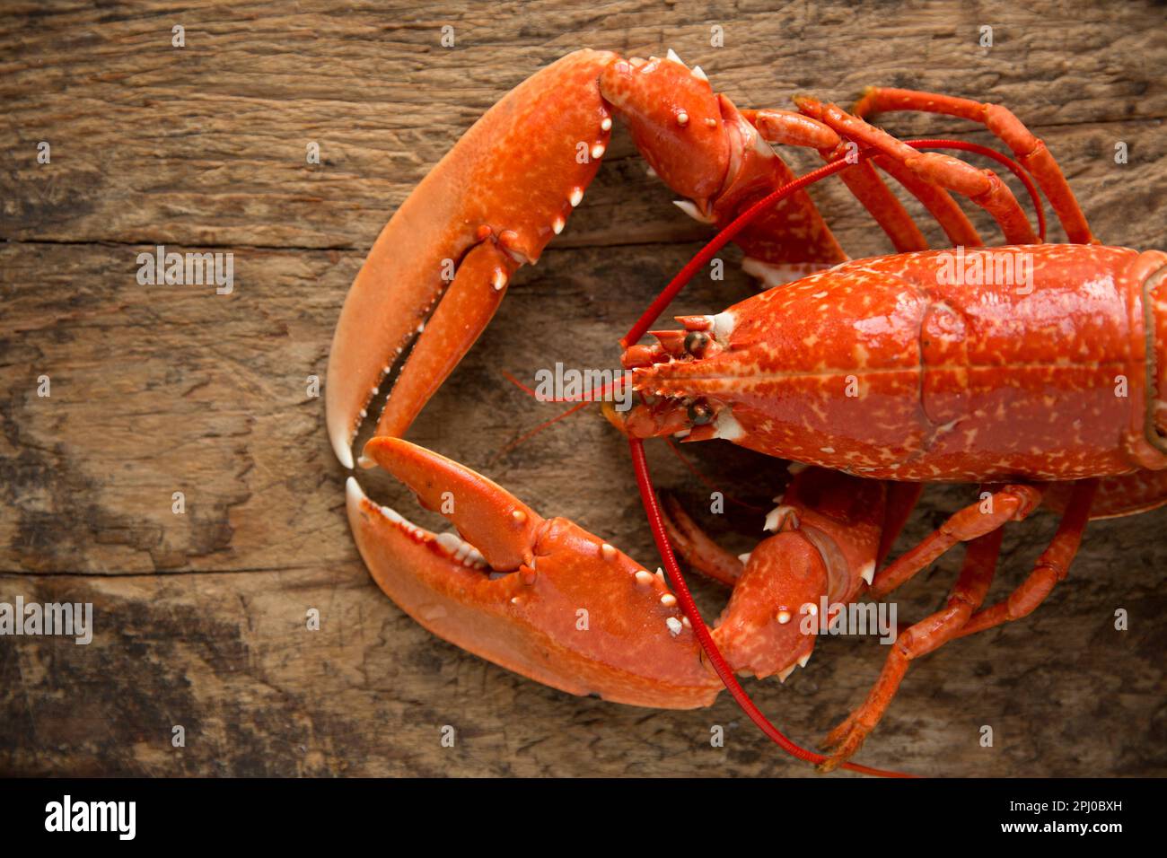 A cooked, boiled lobster, Homarus gammarus, that was caught in the