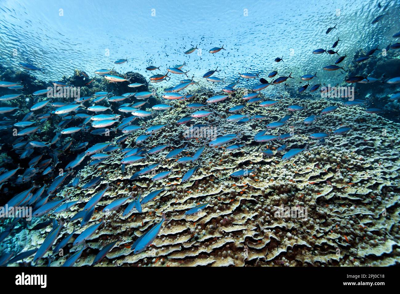 Acropora coral (Acropora danai) on coral reef wall, shoal, school of fish Thin-line fusilier (Caesio varilineata) Red Sea, Daedalus Reef, Marsa Alam Stock Photo