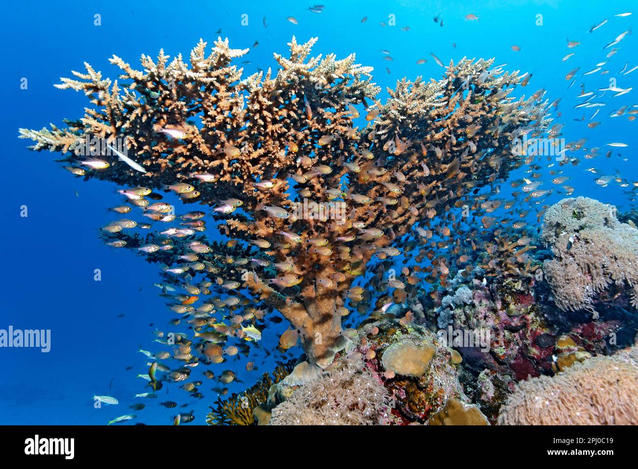 Shoal of fish, cardinalfish (Apogonidae) seeking shelter under an Acropora table coral (Acropora solitaryensis) Red Sea, Ras Torombi, Marsa Alam Stock Photo